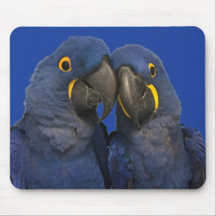 Hyacint Macaw Parrot Bird Sällsynt Blue Musmatta