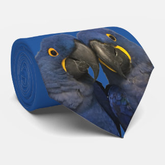 Hyacint Macaw Parrot Bird Sällsynt Blue Slips