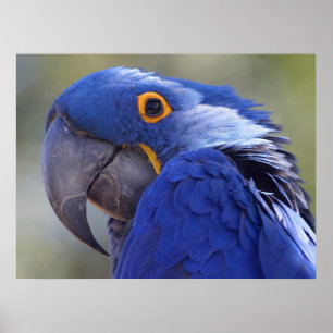 Hyacint Macaw Poster
