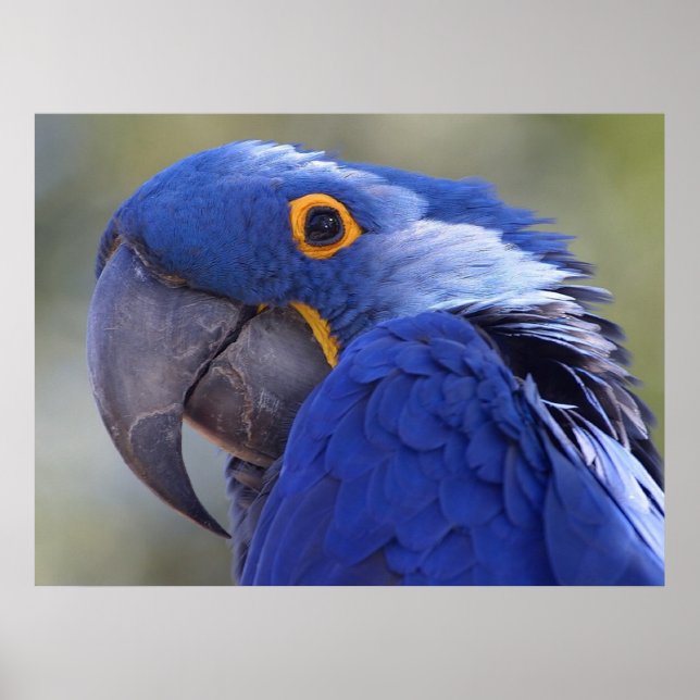 Hyacint Macaw Poster (Framsidan)