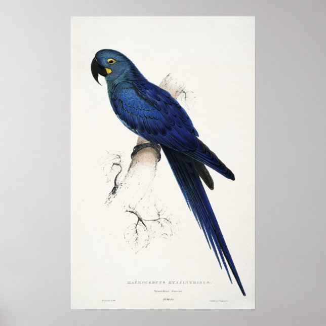 Hyacint Macaw Poster (Framsidan)
