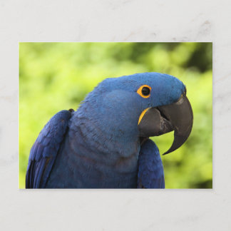 Hyacint Macaw Vykort