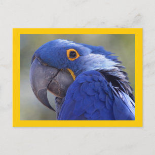 Hyacint Macaw Vykort