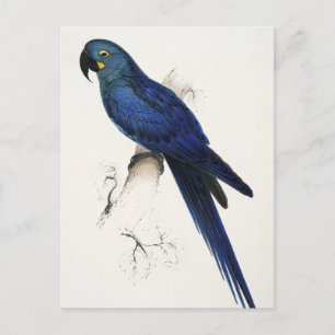 Hyacint Macaw vykort