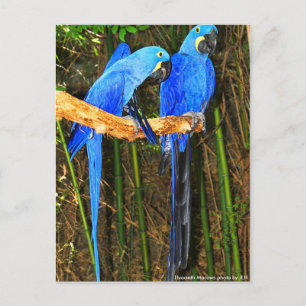 Hyacint Macaws-foto av JLH Vykort