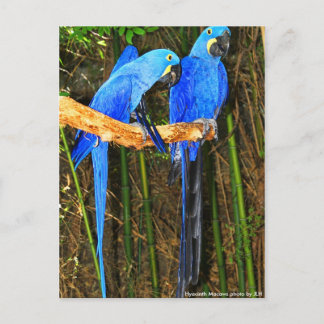 Hyacint Macaws-foto av JLH Vykort