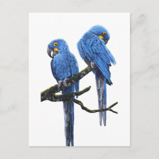 Hyacint Macaws par Vykort