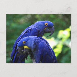 Hyacint Macaws Vykort