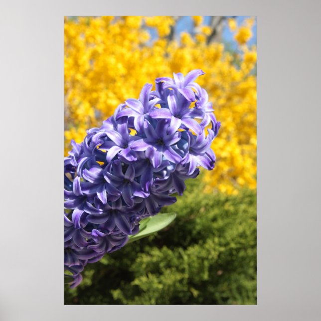 Hyacint och Forsythia Poster (Framsidan)