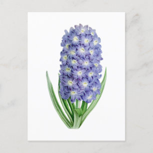 Hyacint Vintage Botaniskt vykort