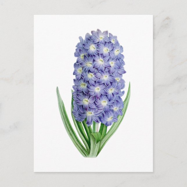 Hyacint Vintage Botaniskt vykort (Framsida)