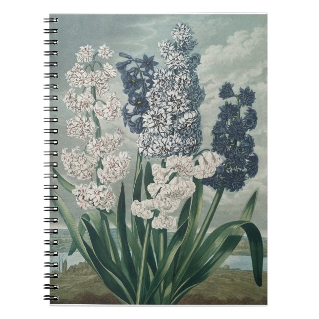 Hyacinter (1807) - Botanisk Vintage Anteckningsbok (Framsidan)