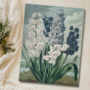 Hyacinter (1807) - Botanisk Vintage Vykort