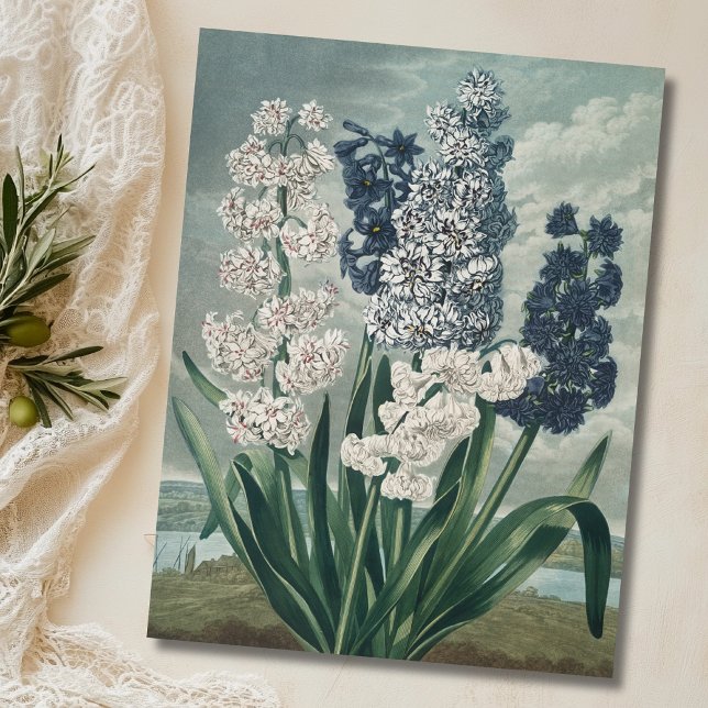 Hyacinter (1807) - Botanisk Vintage Vykort (Skapare uppladdad)