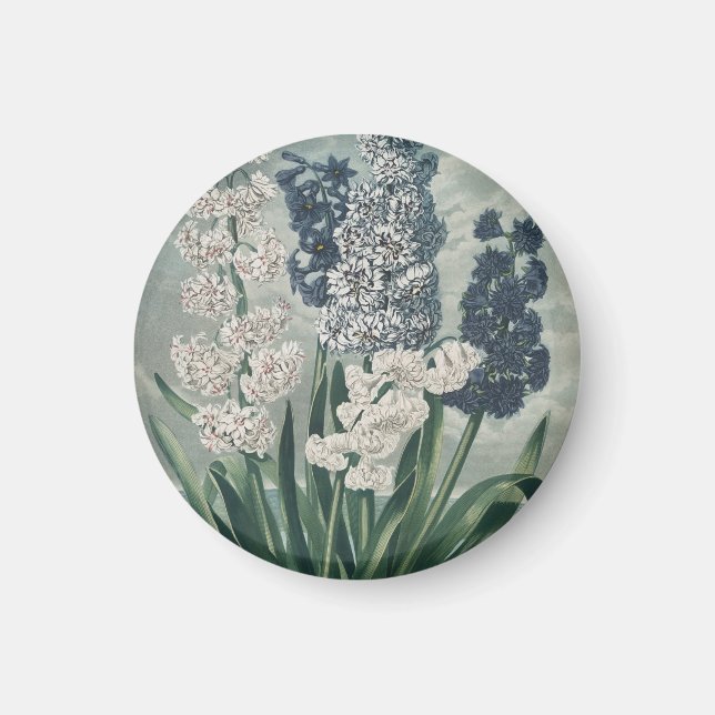 Hyacinter (1807) – Exklusiv Vintage Botanisk Konst Magnet (Framsidan)