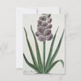 Hyacinth Flower (av Johann Michael Seligmann) Kort