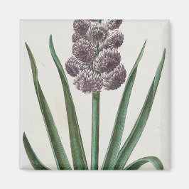 Hyacinth Flower (av Johann Michael Seligmann) Magnet