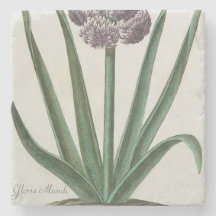 Hyacinth Flower (av Johann Michael Seligmann)