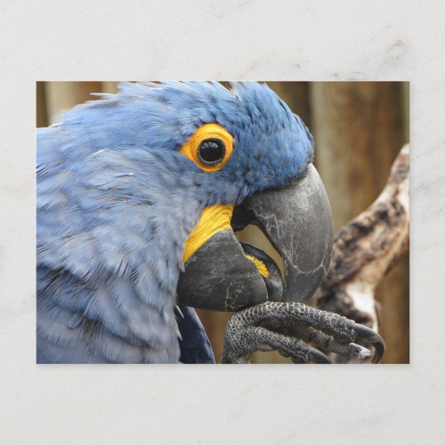 Hyacinth Macaw Parrot Vykort (Framsida)