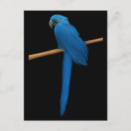 Hyacinth Macaw Parrot Vykort