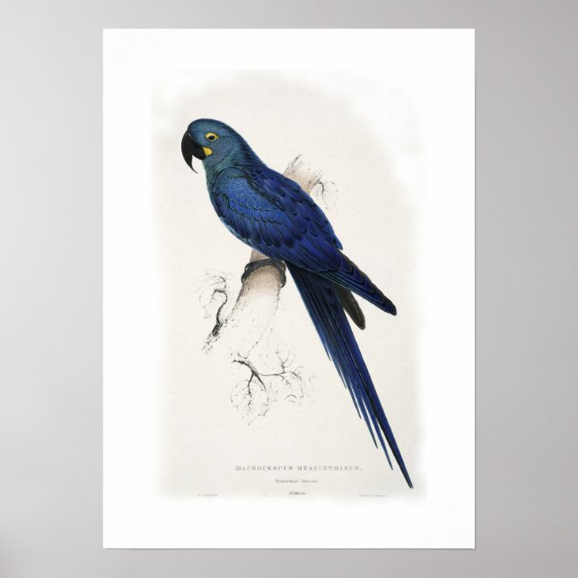Hyacinthine macaw poster (Framsidan)