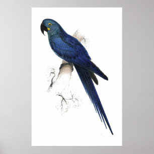 Hyacinthine Maccaw av Edward Lear Poster