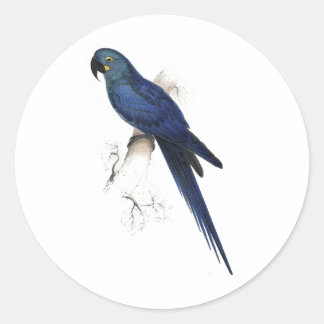 Hyacinthine Maccaw av Edward Lear Runt Klistermärke