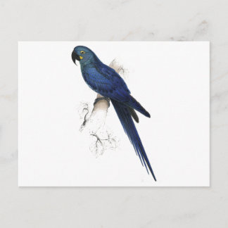 Hyacinthine Maccaw av Edward Lear Vykort