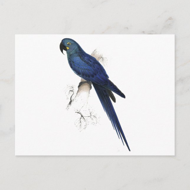 Hyacinthine Maccaw av Edward Lear Vykort (Framsida)