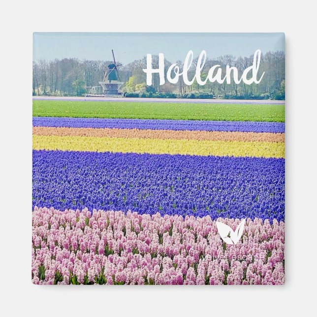 Hyacinths in Holland - magnet by Velvet Escape (Framsidan)