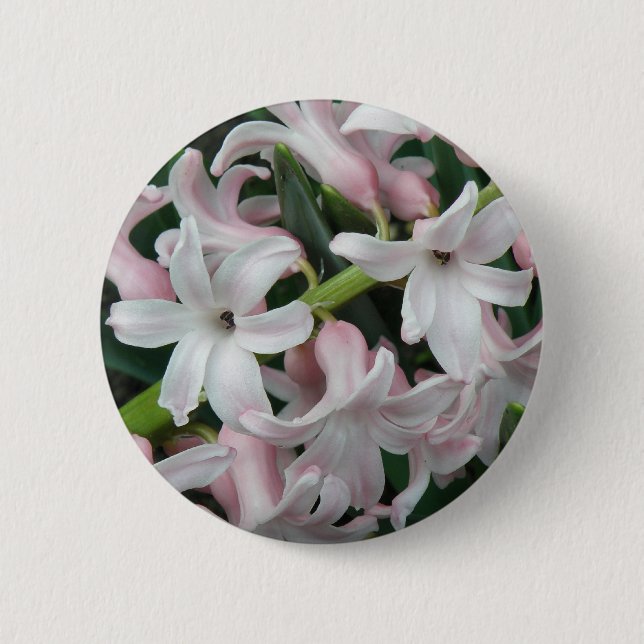 Hyacinths-knapp Knapp (Framsida)