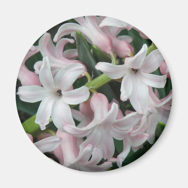 Hyacinths Magnet (Framsidan)