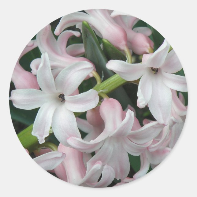 Hyacinths Sticker Runt Klistermärke (Framsida)