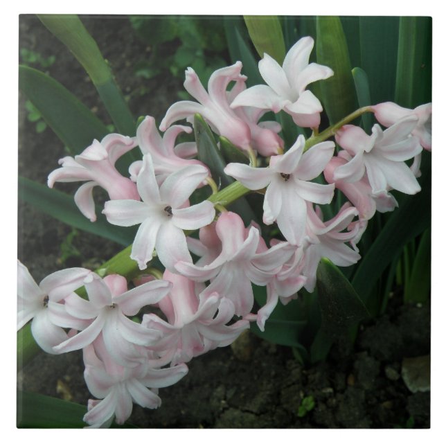 Hyacinths Tile Kakelplatta (Framsidan)