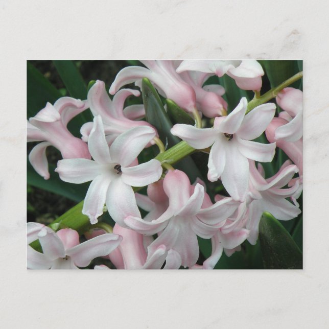 Hyacinths vykort (Framsida)