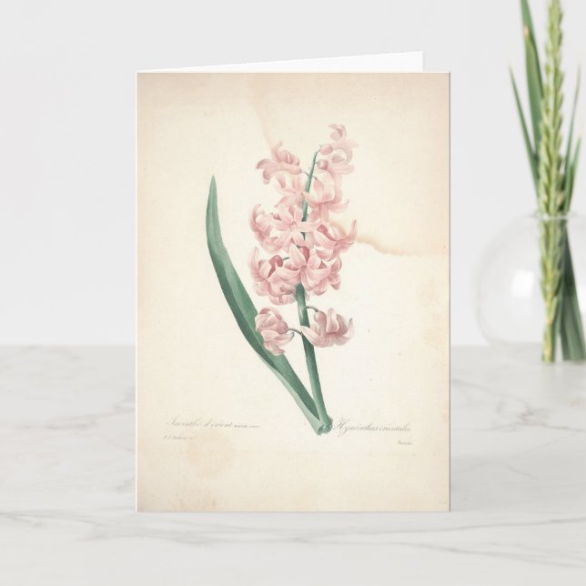 Hyacinthus Orientalis vid det Redoute Tack Kort (Framsida)