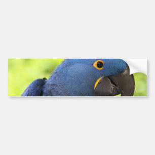HyacintMacaw Bildekal