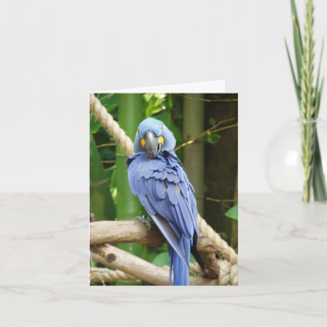 HyacintMacaw Notecard Kort (Framsida)