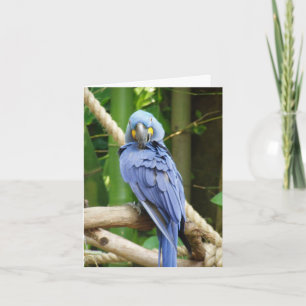 HyacintMacaw Notecard Kort