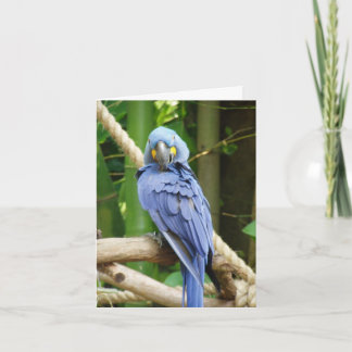 HyacintMacaw Notecard Kort