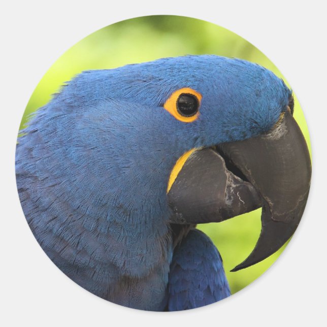 HyacintMacaw Runt Klistermärke (Framsida)