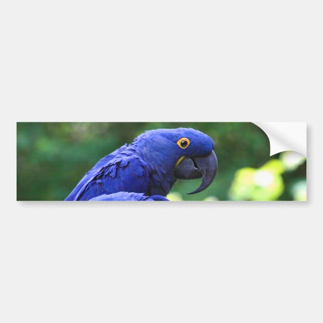 HyacintMacaws Bildekal (Framsidan)