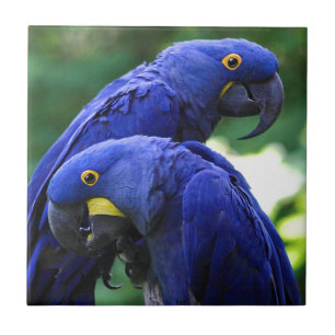 HyacintMacaws Kakelplatta