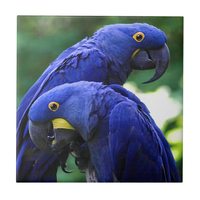 HyacintMacaws Kakelplatta (Framsidan)