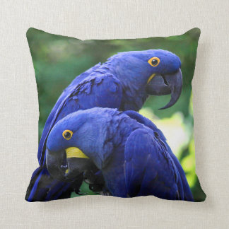 HyacintMacaws Kudde