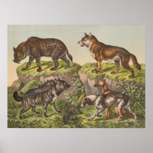 Hyaena (Hyena), Varg och Hundar Poster