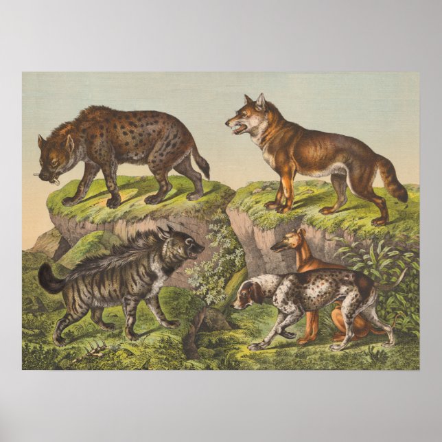 Hyaena (Hyena), Varg och Hundar Poster (Framsidan)
