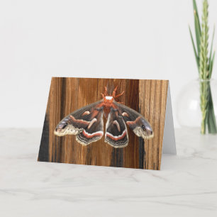Hyalophora cecropia moster kort