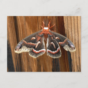 Hyalophora cecropia moster vykort