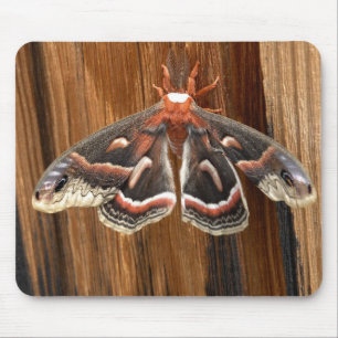 Hyalophoracecropiamal Musmatta